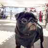看板犬ラオウくん全国放送デビュー☆