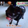 看板犬ラオウくんTV出演しました🐶